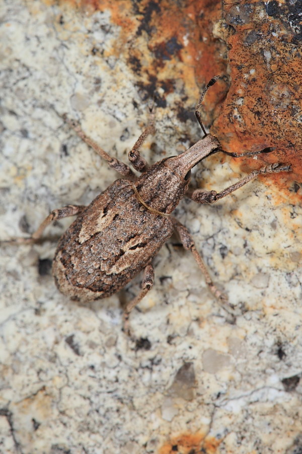 Identificazione Curculionidae... Rhytideres plicatus